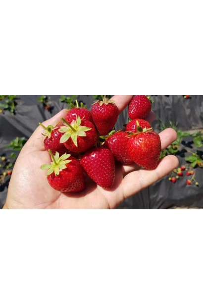 Fragaria ananassa ‘Cabrillo’